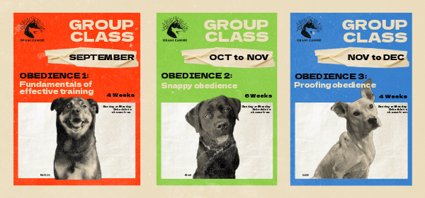 Obedience Training Bundle: Complete 3-Class Series