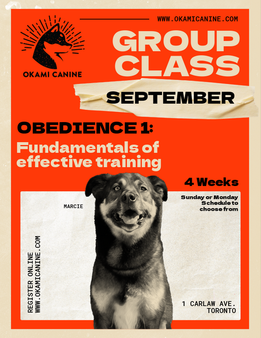 Obedience 1: Fundamentals of effective training