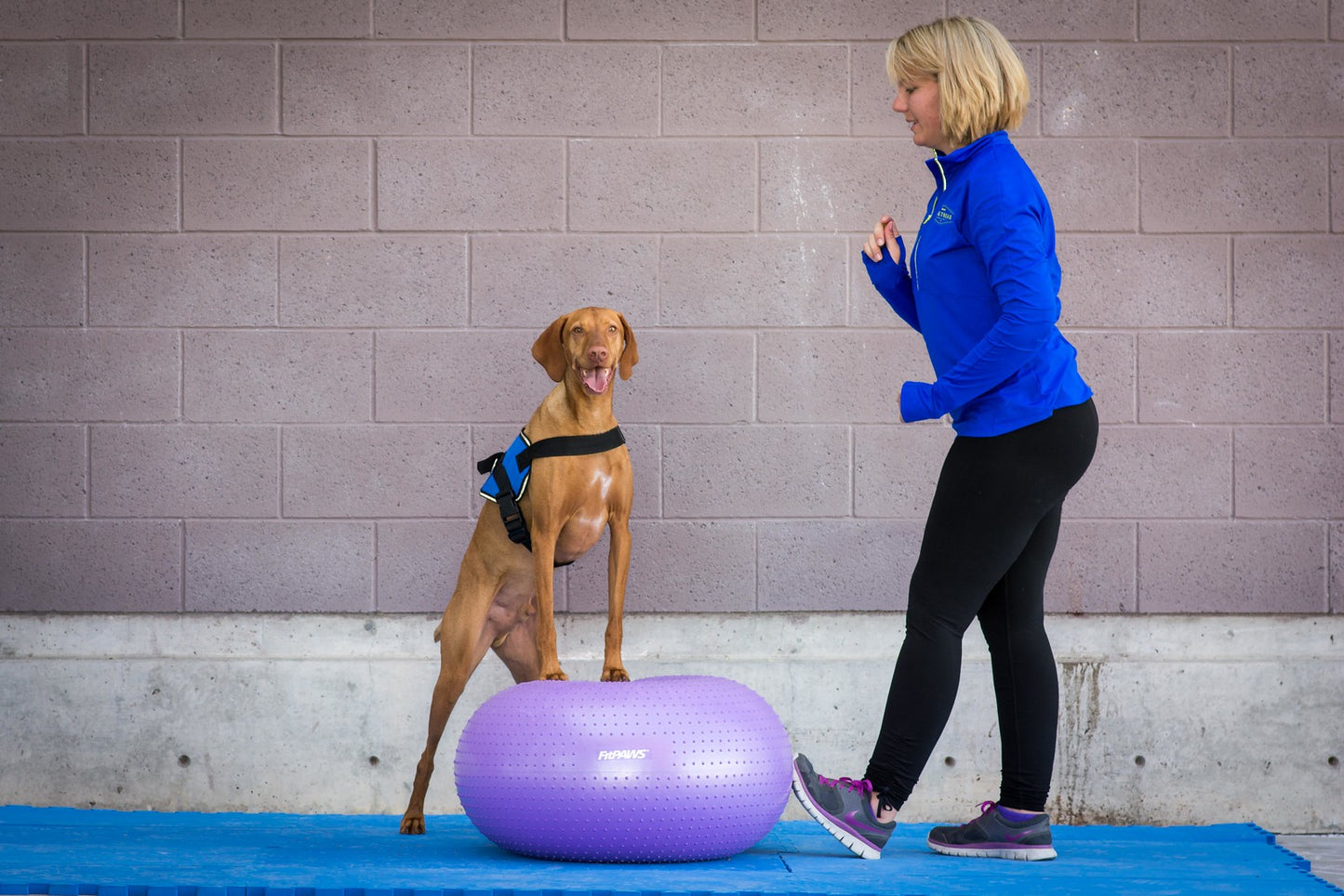 FitPAWS® TRAX Donut