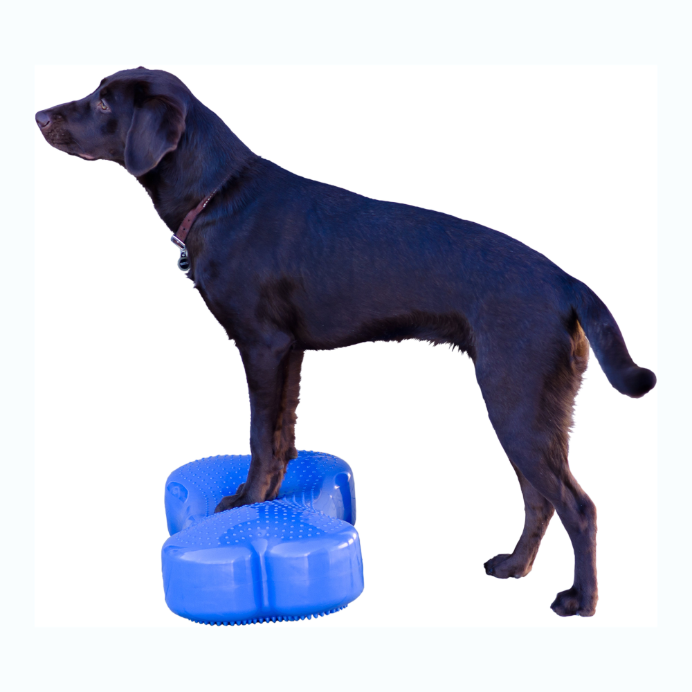 CanineGym® K9FITbone